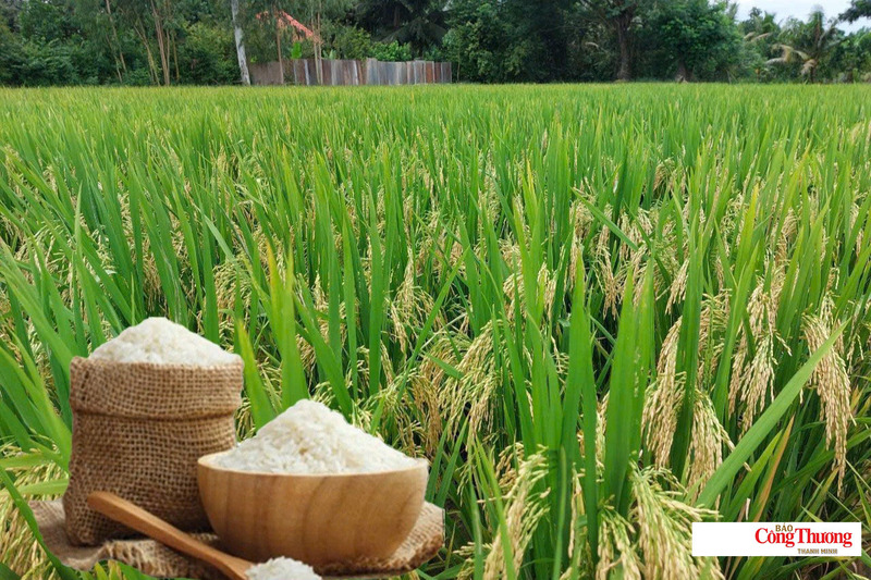 Giá lúa gạo hôm nay ngày 19/7, tuần qua: Lúa tươi biến động mạnh.