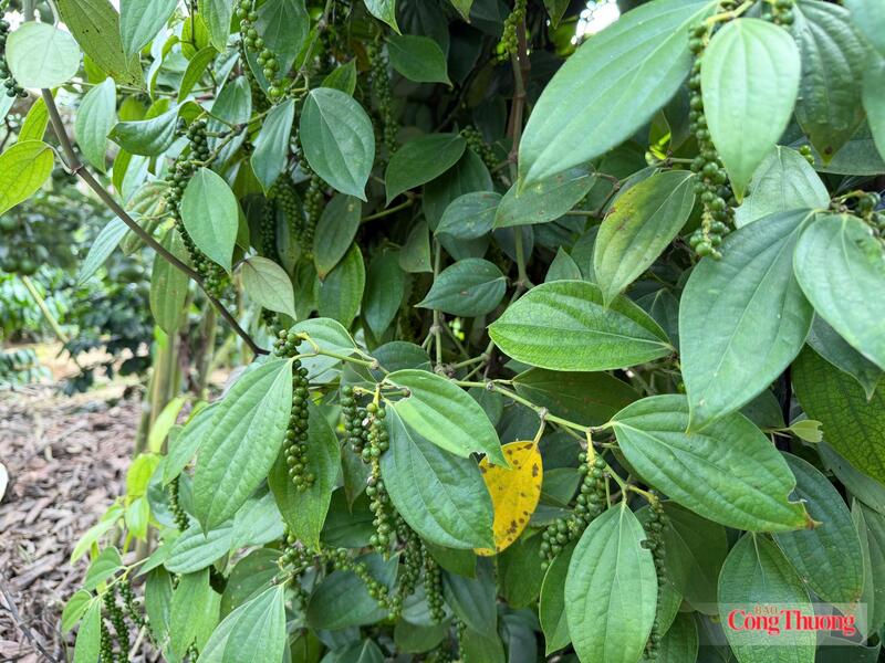 Vườn trồng hồ tiêu tại Lâm Đồng. Ảnh: Hoàng Chiến