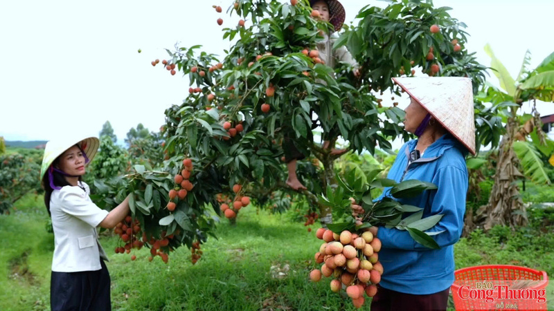 Doanh thu từ vải thiều và các dịch vụ phụ trợ của tỉnh Bắc Ninh năm 2026 ước đạt 9.000 tỷ đồng, tăng khoảng 44,2% so với năm 2025.