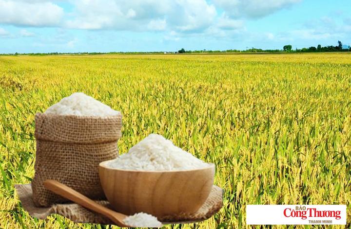Giá lúa gạo hôm nay ngày 4/9/2026: Gạo thơm Jasmine tăng 500 đồng/kg.