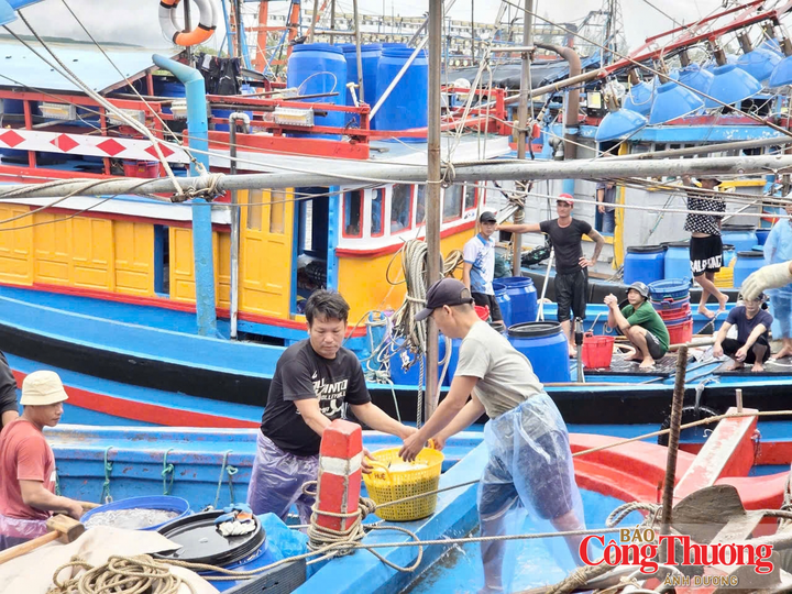 Mỗi ngày có hơn 30 lượt tàu cập cảng giao dịch cá cơm, sản lượng đạt khoảng 2-3 tấn/tàu/chuyến