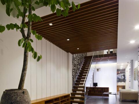 Trồng cây gì ở giếng trời để nhà xanh mát, giàu sinh khí?