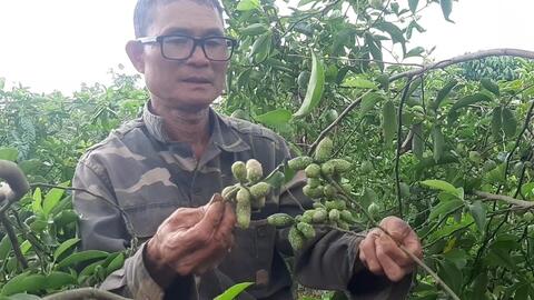 Trồng thứ cây cho ra 1,5 triệu đồng/kg quả, người dân mong thoát nghèo