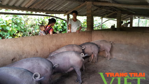 Lai Châu: Dịch tả lợn Châu Phi bùng phát trở lại