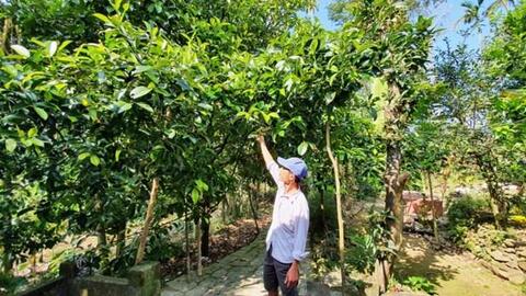 Quảng Nam: Chuyển đổi trồng cây măng cụt cho doanh thu 700 triệu đồng/ha/năm