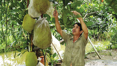 Quy hoạch và câu chuyện cây mít Thái