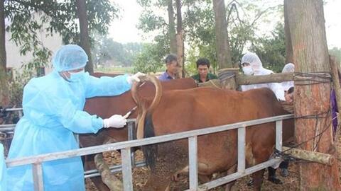 Thái Nguyên khống chế bệnh viêm da nổi cục trên đàn trâu, bò