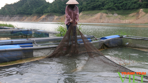 Hoà Bình: Giải pháp tốt sau vụ cá chết hàng loạt tại huyện Đà Bắc