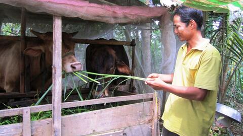 Bệnh viêm da nổi cục trên trâu, bò xuất hiện tại nhiều địa phương vùng ĐBSCL 