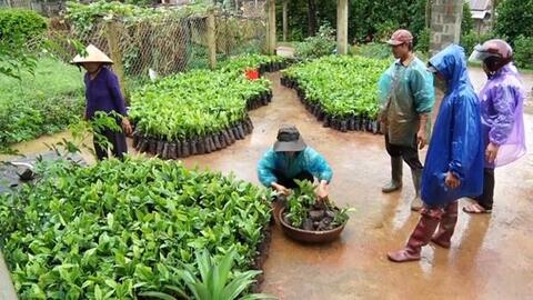 Quảng Trị: Tái canh cây cà phê theo hướng sản xuất hữu cơ