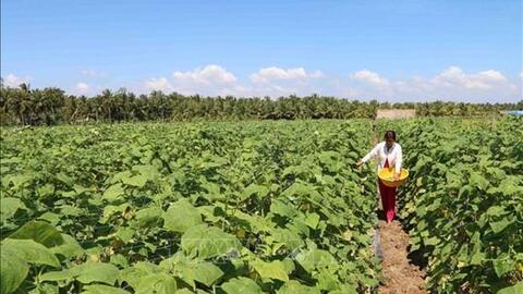 Trà Vinh chuyển đổi gần 1.890 ha sang cây trồng có hiệu quả