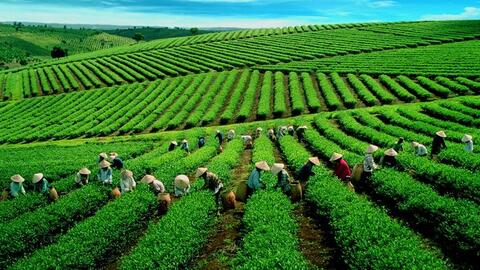 Cơ sở sản xuất, sơ chế rau, quả, chè cần đáp ứng yêu cầu QCVN nào?