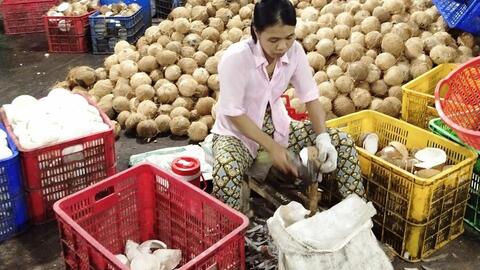 Giá dừa khô tăng mạnh 