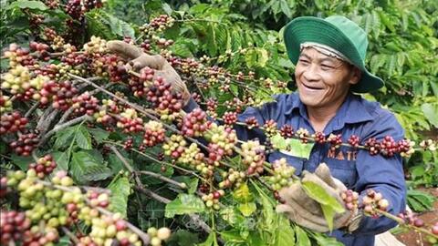 Nâng chất cho cà phê, hạt tiêu đáp ứng tốt thị trường xuất khẩu