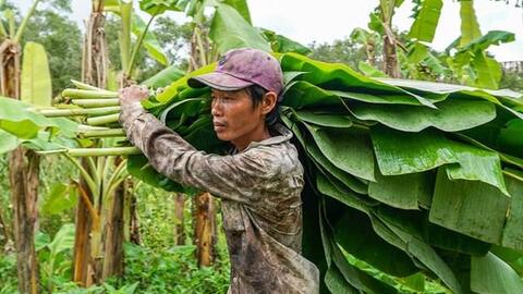 Hiệu quả từ mô hình trồng chuối ở vùng rừng U Minh Hạ