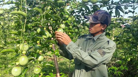 Vợ chồng liều vay tiền trồng 6000m2 nho, sau 2 năm đã có lãi, quả ra đến đâu người mua đến đó