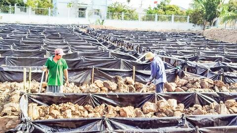 Nghề nuôi lươn phát triển ở Vĩnh Long 