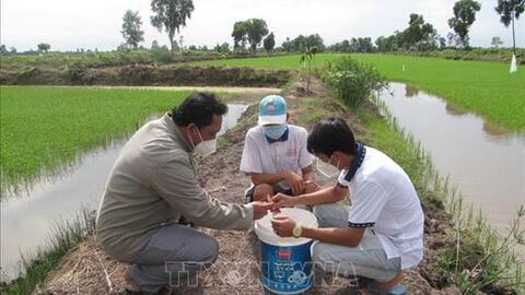 Bạc Liêu xây dựng thương hiệu “Lúa thơm – Tôm sạch”