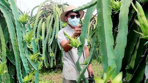 Nhà nông “liêu xiêu” vì giá phân bón, rơm rạ tăng mạnh như "tên lửa"