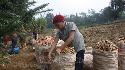 Cây gừng giúp xóa đói giảm nghèo cho người dân vùng cao Hà Giang