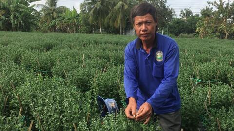 Trồng hoa bán Tết 