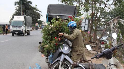 Thủ phủ hoa hồng nhộn nhịp trước thềm Xuân mới