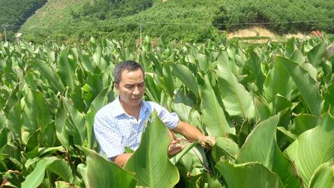 Hoà Bình: Xuất khẩu 28 tấn măng, miến dong đầu tiên sang Nhật Bản