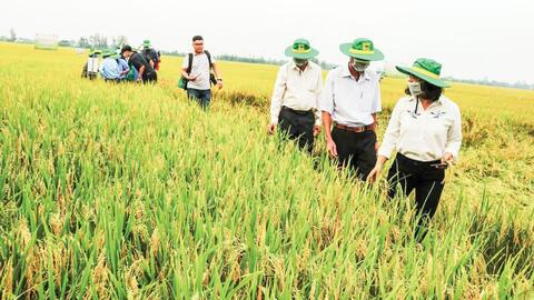 Hiệu quả sản xuất lúa gạo từ mô hình cánh đồng lớn 