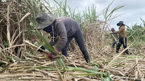 Vụ mía buồn ở Đắk Lắk