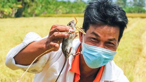 Nghề lạ: Giậm cù bắt chuột, nhậu ngay tại ruộng