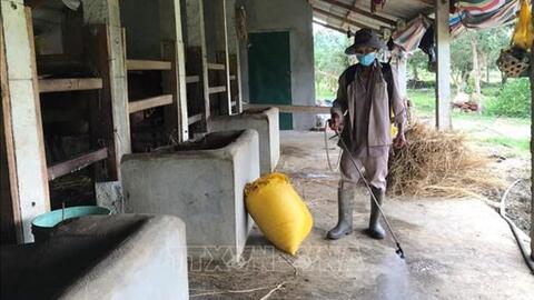 Bình Định khẩn trương ngăn chặn dịch bệnh viêm da nổi cục trên trâu, bò