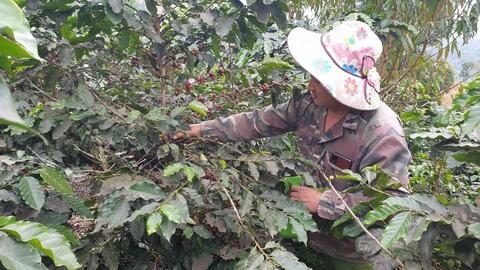 Nông thôn Tây Bắc: Triển vọng cho cây Mắc ca ở Tuần Giáo