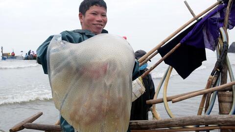Ngư dân hối hả vào mùa đánh bắt sứa biển