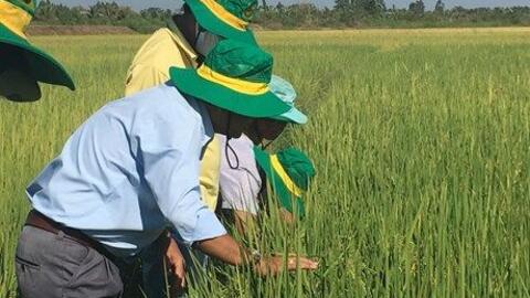 Trồng lúa thông minh lãi đến 26 triệu đồng/ha/vụ ở Trà Vinh