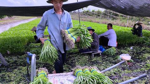 Nâng cao thu nhập bằng các mô hình trồng rau màu 