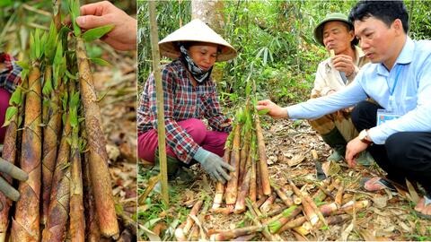 Khôi phục loài măng đặc sản ở miền Tây Nghệ An