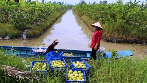 Nâng cao chất lượng trái cây bằng biện pháp bao trái 