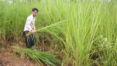 Nông thôn tây Bắc: Phát triển chăn nuôi đại gia súc