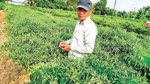 Giá ớt chỉ thiên tăng cao, nhưng cần thận trọng khi mở rộng diện tích 