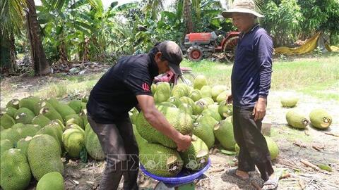 Đồng Tháp: Nông dân thua lỗ vì mít Thái giảm giá