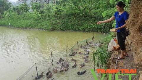 Tủa Chùa: Phát triển sản xuất gắn với tái cơ cấu ngành nông nghiệp trong xây dựng Nông thôn mới