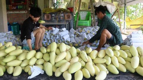 Kỳ vọng Trung tâm liên kết sản xuất, chế biến và tiêu thụ sản phẩm nông nghiệp vùng ĐBSCL 