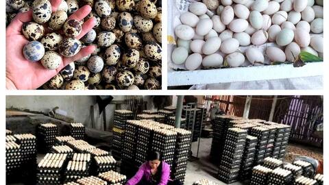 Trứng gia cầm tăng giá, nông dân Nghệ An phấn khởi vào đàn