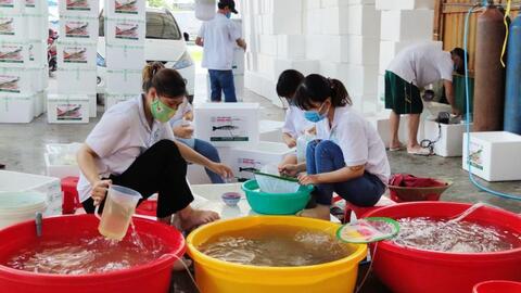 Cần ổn định và phát triển chuỗi giá trị con tôm 