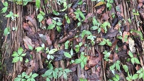 Phòng trừ nấm bệnh gây hại trên cây sâm Ngọc Linh