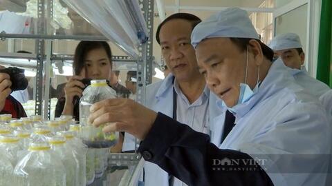 Sớm có chương trình quốc gia phát triển cây "tiền tỷ" sâm Ngọc Linh