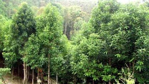 Phú Thọ phủ xanh đồi rừng bằng cây quế
