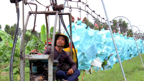 Bí quyết của "vua chuối" năng suất đạt 60 tấn/ha ở Long An