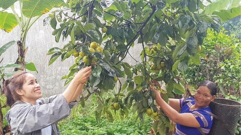 Phục hồi những vườn hồng