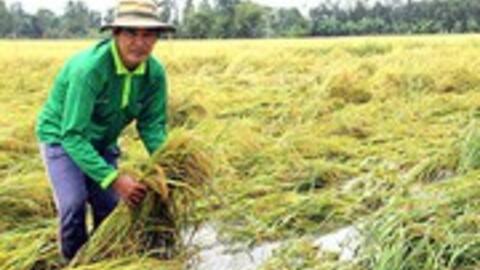 Bảo hiểm nông nghiệp: Bàn nhiều nhưng vẫn rất xa vời